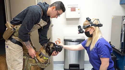 Service and working dog eye exams