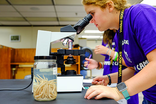 Students look through microscopes at parasites during Vet Med ROCKS day camp