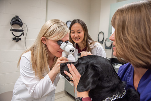 Dr. Jessica Meekins gives an eye exam to a canine