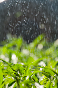 Corn plant getting water