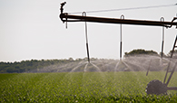 Irrigating corn