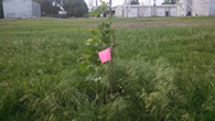 Cottonwood tree