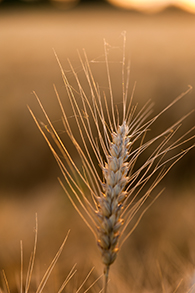 Wheat close-up