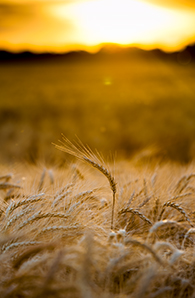 Wheat field in the sunset