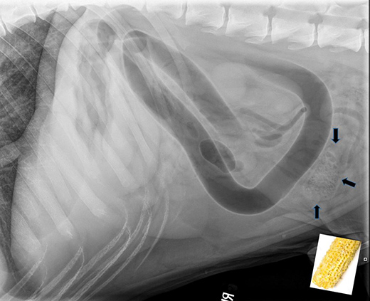 corncob radiograph