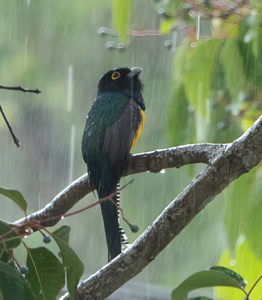 Tropical bird