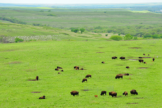 bison grazing