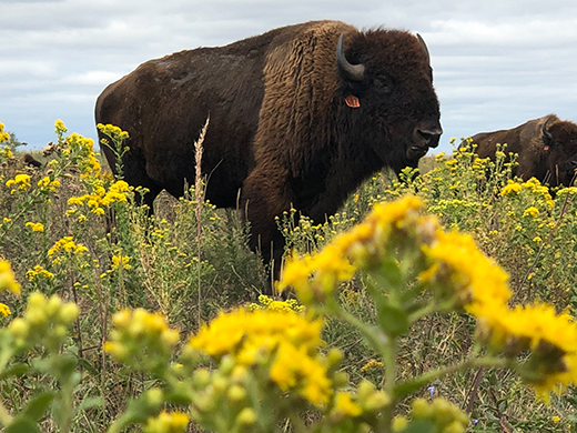 bison close-up