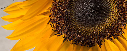 This is a close-up image of a sunflower. 