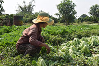 Cambodia 