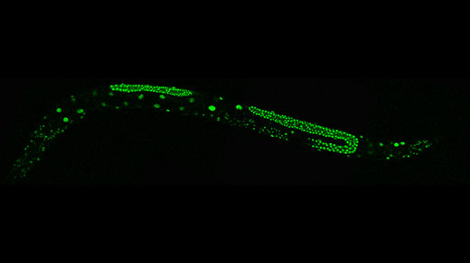 Bright green fluorescent markers in a microscopic wor