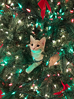 Cat in tree