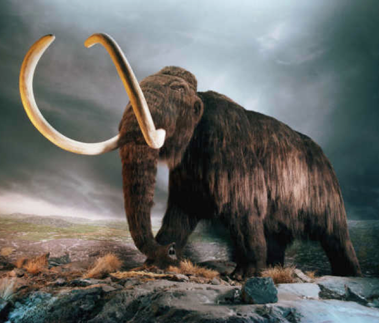 Ice age's arctic tundra lush with wildflowers for woolly mammoths