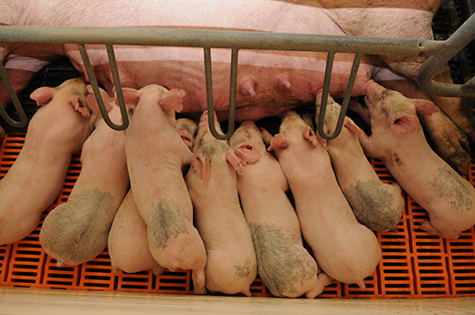 piglets