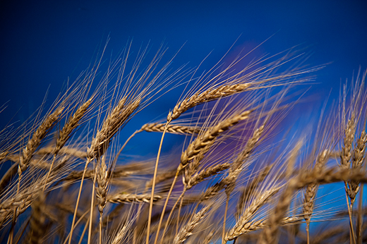 Wheat blast research 