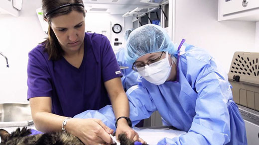 Kansas State University veterinary students prep for a surgery aboard the College of Veterinary Medicine's Mobile Surgery Unit