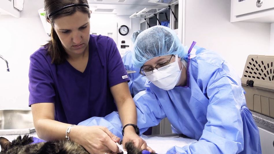 Kansas State University earns No. 4 spot in ranking of top veterinary  schools | Kansas State University | News and Communications Services
