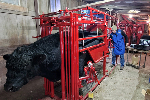 Shaffer hoof trimming chute.