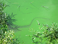 Blue-green algae pool