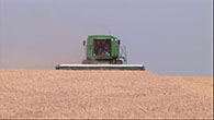 Wheat harvest