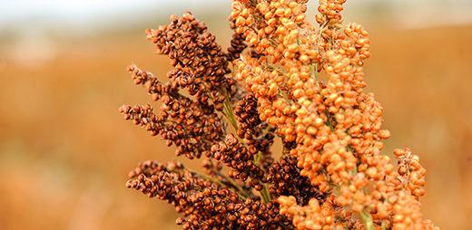 sorghum