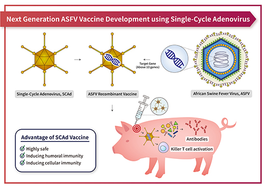 An illustration of the development of a next-generation African swine fever virus vaccine using single-cycle Adenovirus.