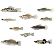 Fish lineages that adapted