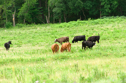 Cattle grazing