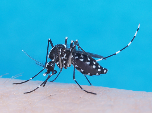 Aedes albopictus