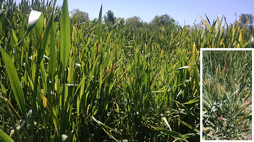 Barley yellow dwarf 