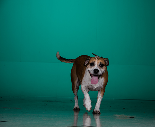 Happy dog running