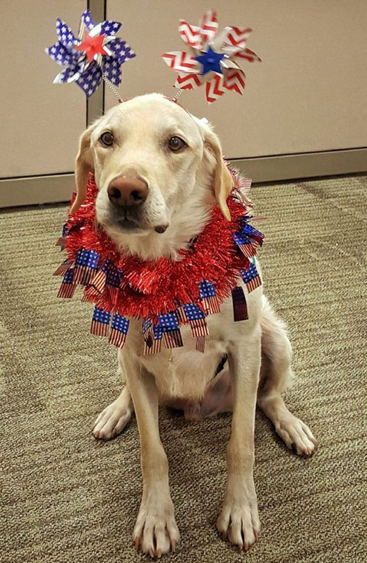 Dog with headband