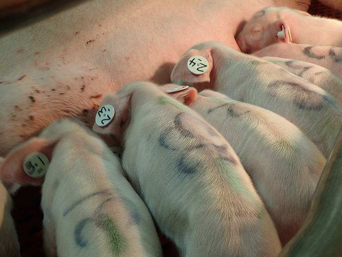 Nursing piglets