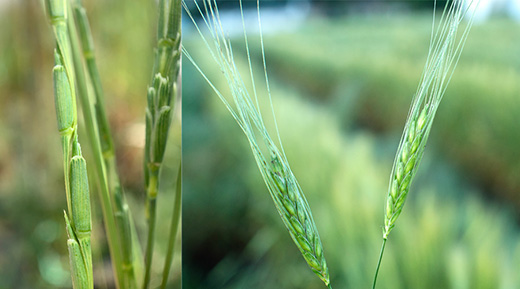 Wild wheat varieties