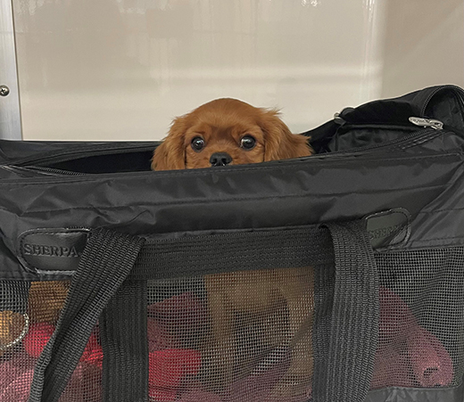 dog in travel bag