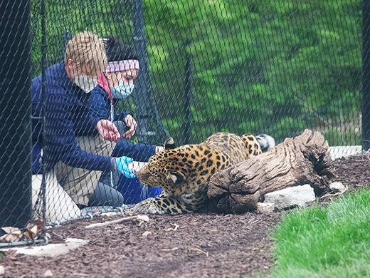 Sunset Zoo vaccination by K-State vet