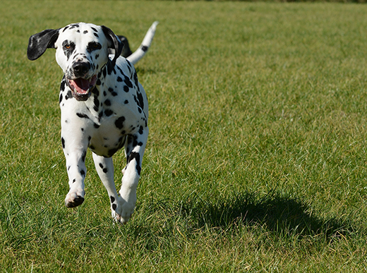 In this photo, a dalmatian runs across grass. 