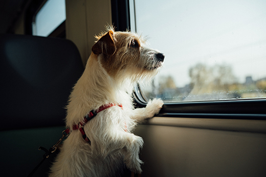 Traveling dog