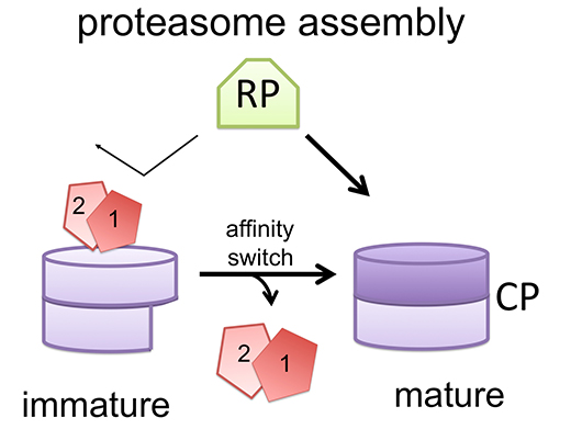 Proteasome assembly