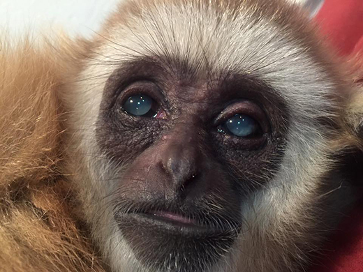 Baby gibbon