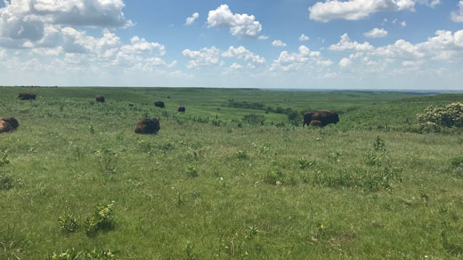 Konza Prairie