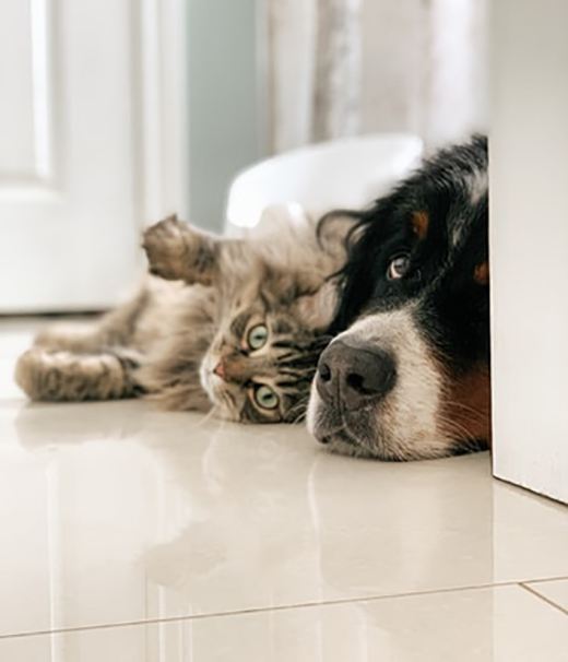 Cat and dog at home