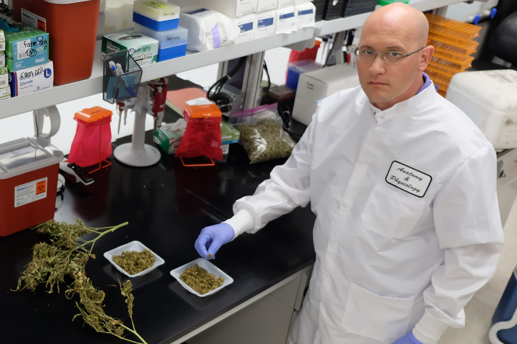 Veterinary research finds destressing benefit from feeding cattle industrial hemp Kansas State