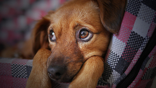 Dog close-up