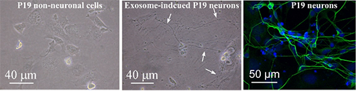 Exosome cells