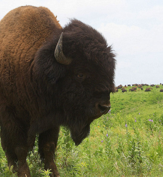 Bison evolved for the extreme weather of the Great Plains.