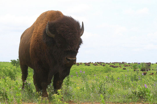 Five facts about bison, the new US national mammal