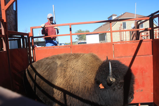 The Konza Prairie herd is wild.