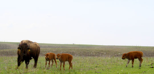 Bison are extremely dangerous.  