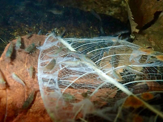 Leaves and shrimp